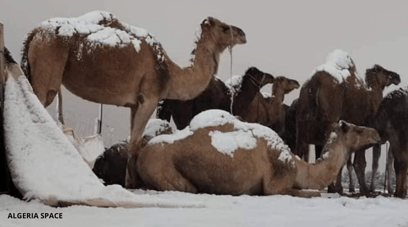الثلوج في الجزائر تعيد الحياة إلى منتزه الشريعة والعائلات تتوافد بكثرة